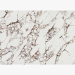 Arabescato Breccia Quarts Worktops - Slab